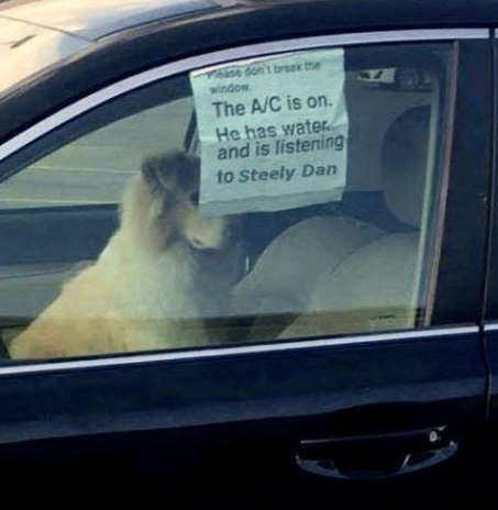 What to do if you see a dog in a hot car.