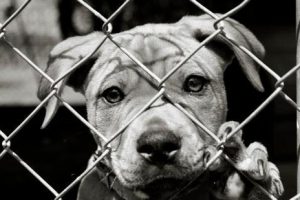 What does it mean to foster an animal?