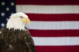 The American Bald Eagle In Our Culture