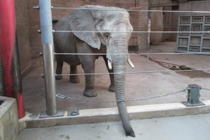 How zoos harm elephants. Legal help for animal advocacy.