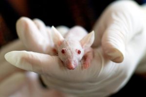What is medical testing on animals?