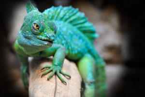 Why-exotic-animals-should-not-be-pets