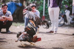Exposing and closing cockfighting operations