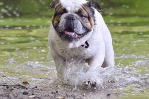Is blue-green algae harmful to dogs?