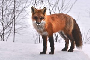 China protects wild animals. Faux or fur? Rodenticides.