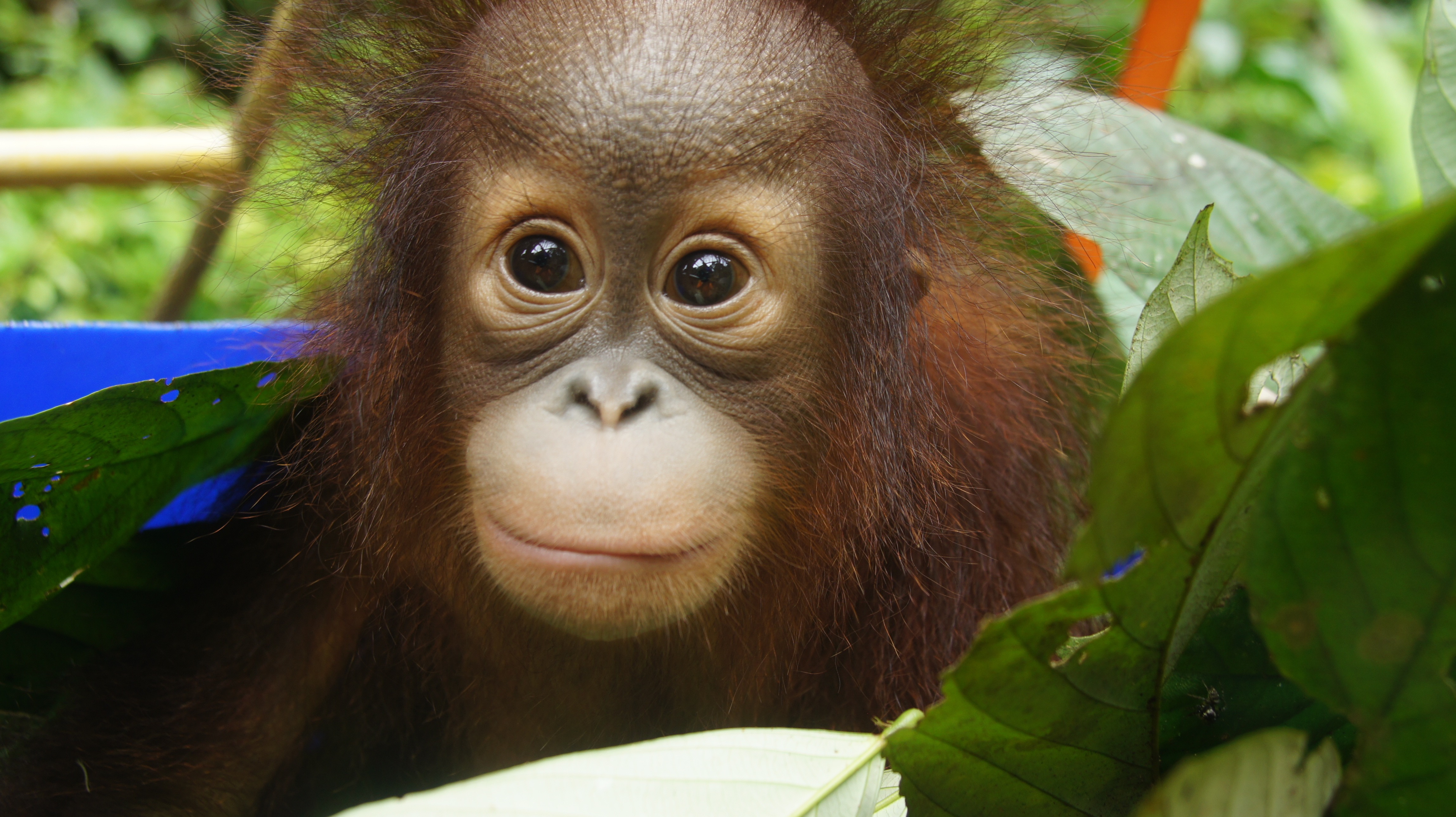 How can we save orangutans from extinction?