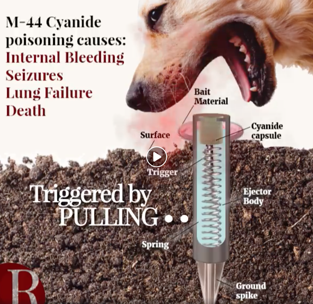 Picture of Will cruel cyanide bombs be banished? Liability and safety tips for dog ...