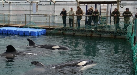 Cute whales released from russian whale jail