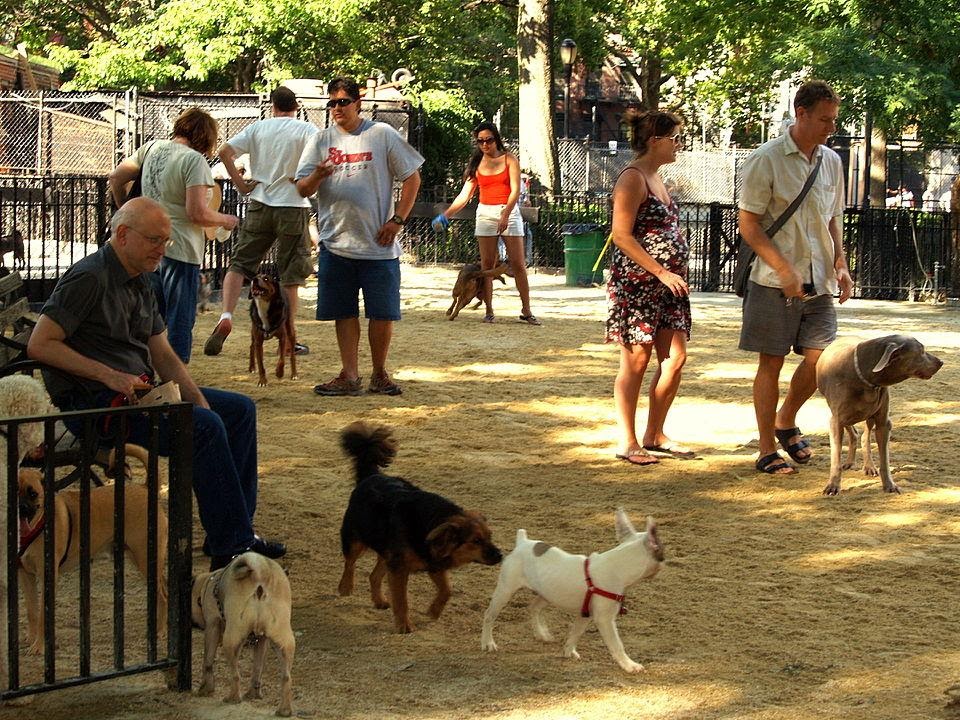 Are dog parks safe for your dog?