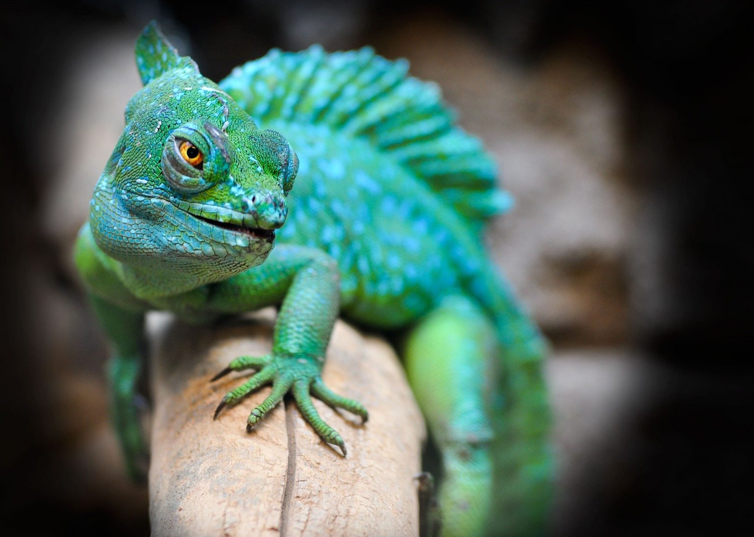 why-exotic-animals-should-not-be-pets