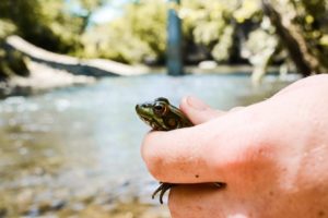 Why is the amphibian population declining?