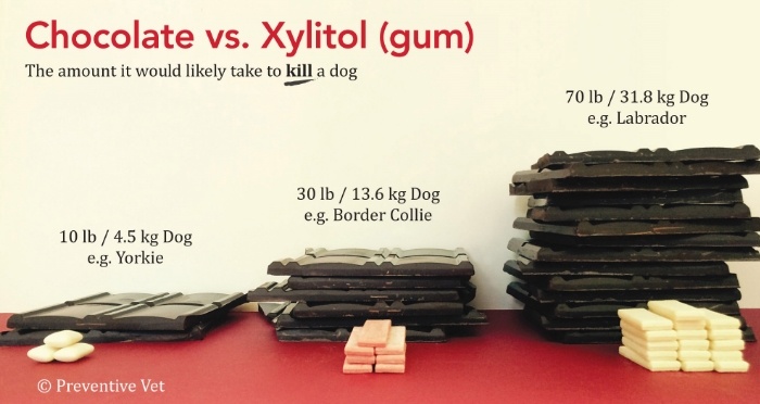 Is xylitol toxic to dogs?