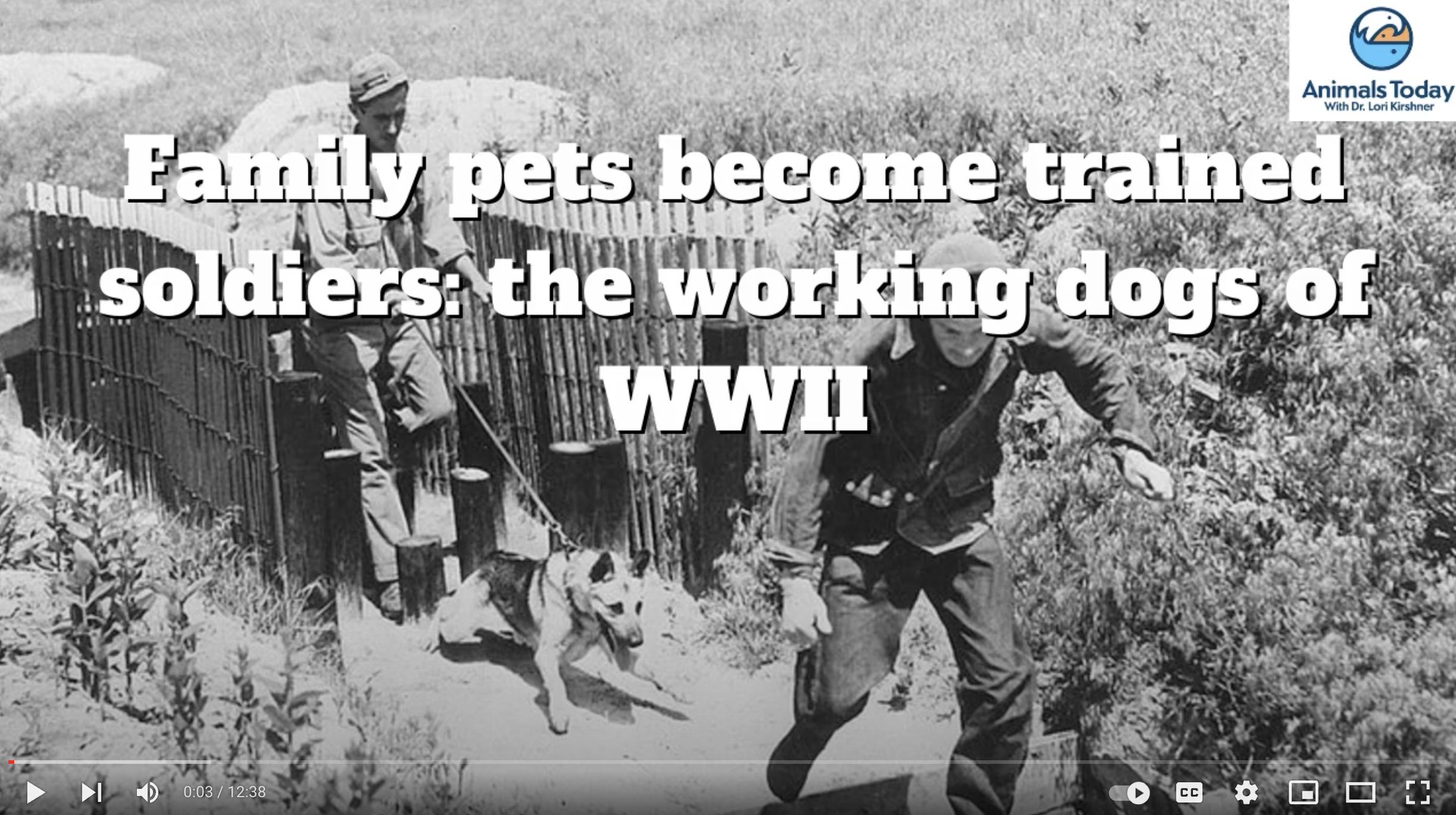 Animals Today May 10, 2023: The working dogs of WW2. - Animals Today Radio