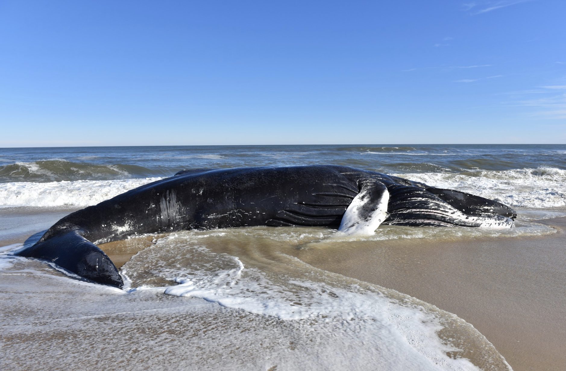 Animals Today August 20, 2023. Wind farms vs: whales. Bats, rabies and